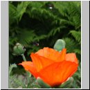 Hummeln am tuerkischen Mohn 01.jpg